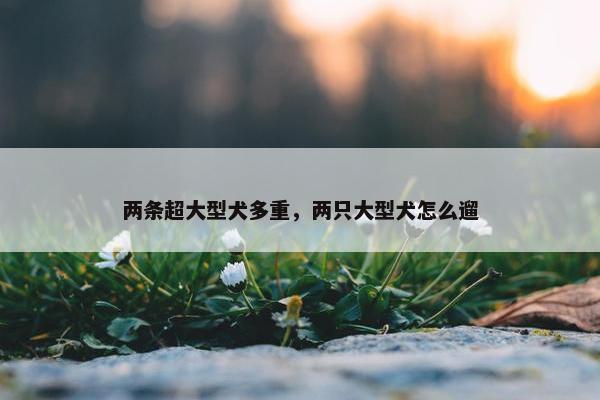 两条超大型犬多重，两只大型犬怎么遛