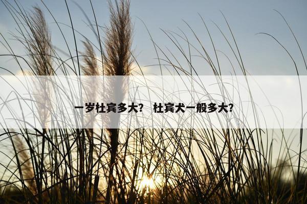 一岁杜宾多大？ 杜宾犬一般多大？