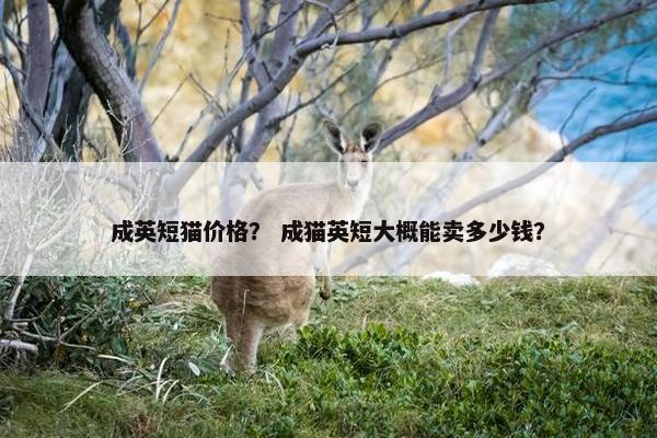 成英短猫价格？ 成猫英短大概能卖多少钱？