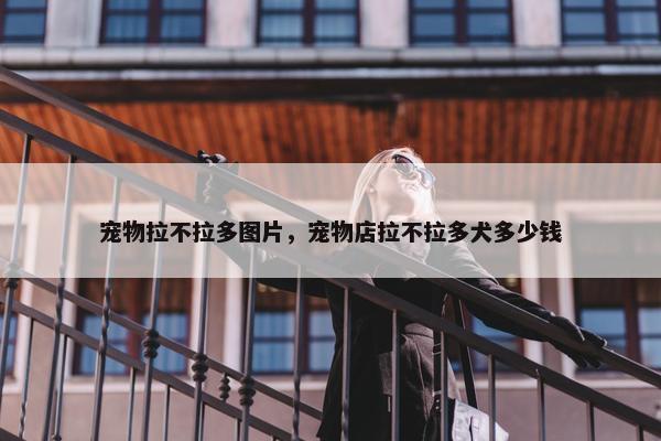 宠物拉不拉多图片，宠物店拉不拉多犬多少钱