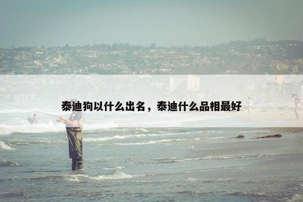泰迪狗以什么出名，泰迪什么品相最好