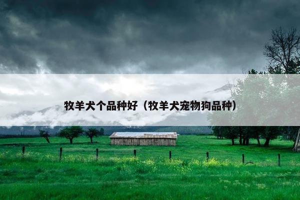 牧羊犬个品种好（牧羊犬宠物狗品种）