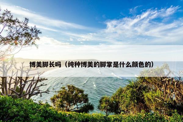 博美脚长吗（纯种博美的脚掌是什么颜色的）