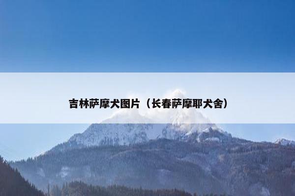 吉林萨摩犬图片（长春萨摩耶犬舍）