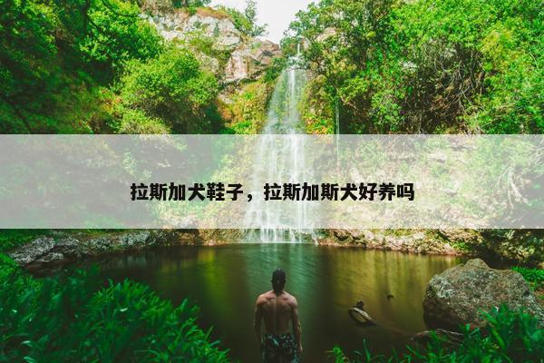 拉斯加犬鞋子，拉斯加斯犬好养吗