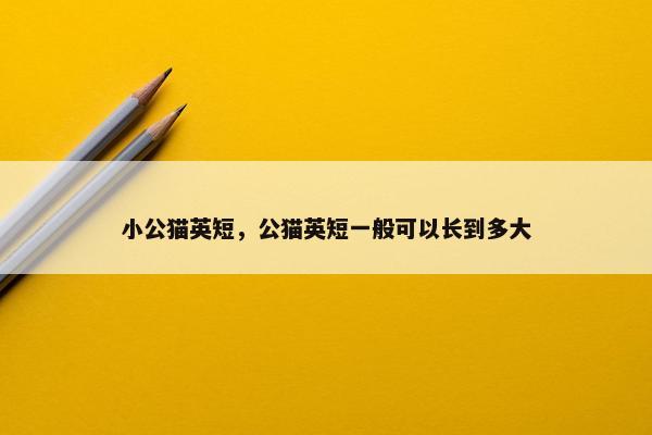 小公猫英短，公猫英短一般可以长到多大