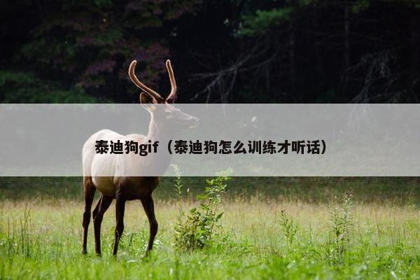 泰迪狗gif（泰迪狗怎么训练才听话）