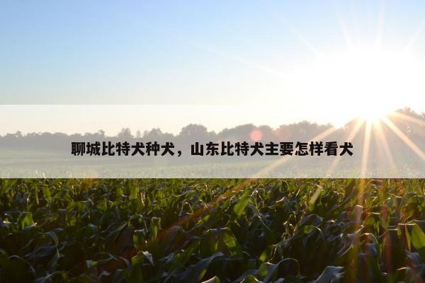聊城比特犬种犬，山东比特犬主要怎样看犬