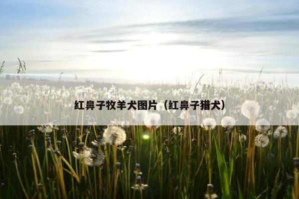 红鼻子牧羊犬图片（红鼻子猎犬）