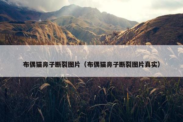 布偶猫鼻子断裂图片（布偶猫鼻子断裂图片真实）