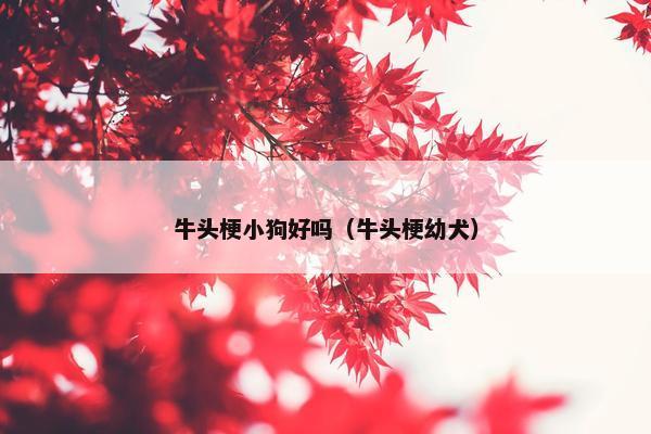 牛头梗小狗好吗（牛头梗幼犬）