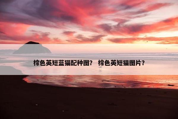 棕色英短蓝猫配种图？ 棕色英短猫图片？