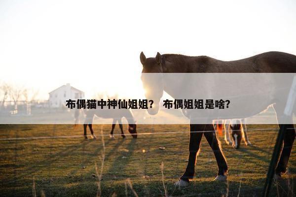 布偶猫中神仙姐姐？ 布偶姐姐是啥？