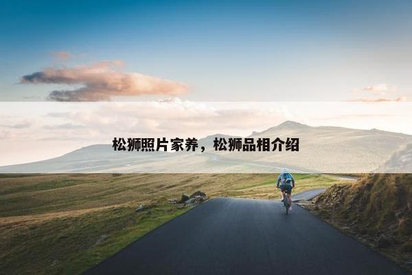 松狮照片家养，松狮品相介绍