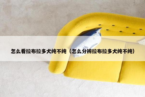 怎么看拉布拉多犬纯不纯（怎么分辨拉布拉多犬纯不纯）
