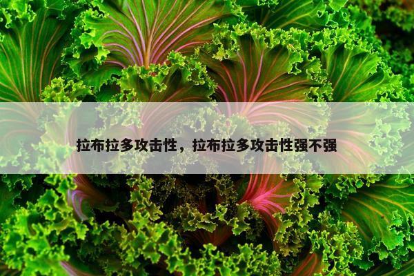 拉布拉多攻击性，拉布拉多攻击性强不强