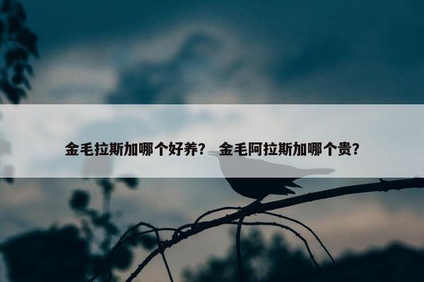 金毛拉斯加哪个好养？ 金毛阿拉斯加哪个贵？