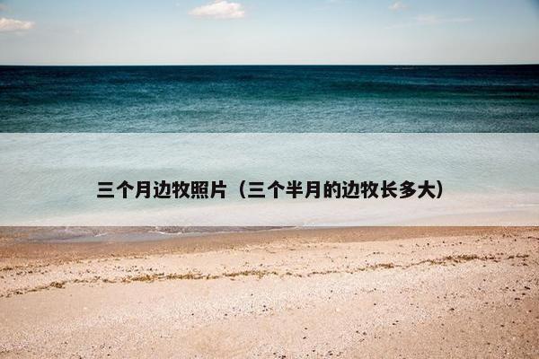 三个月边牧照片（三个半月的边牧长多大）