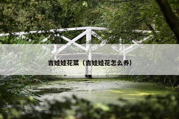 吉娃娃花菜（吉娃娃花怎么养）