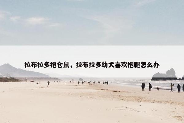 拉布拉多抱仓鼠，拉布拉多幼犬喜欢抱腿怎么办