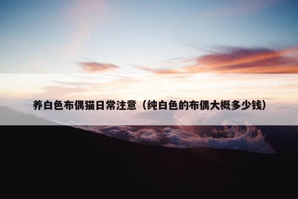 养白色布偶猫日常注意（纯白色的布偶大概多少钱）