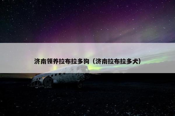济南领养拉布拉多狗（济南拉布拉多犬）
