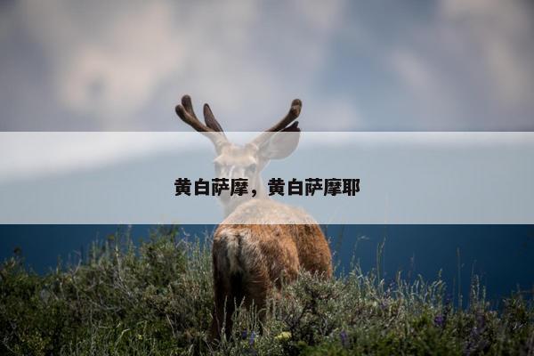 黄白萨摩，黄白萨摩耶