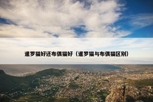 暹罗猫好还布偶猫好（暹罗猫与布偶猫区别）