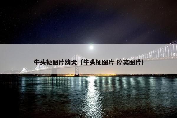 牛头梗图片幼犬（牛头梗图片 搞笑图片）