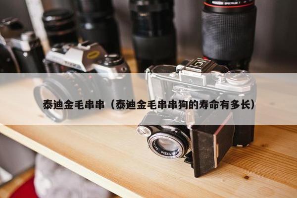 泰迪金毛串串（泰迪金毛串串狗的寿命有多长）