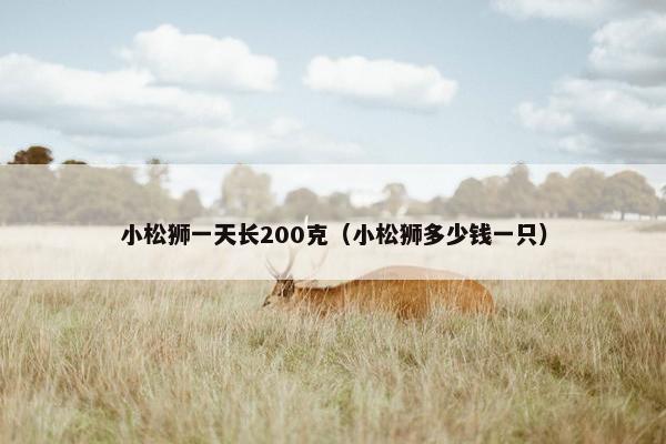 小松狮一天长200克（小松狮多少钱一只）