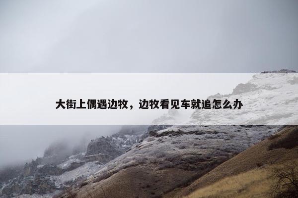 大街上偶遇边牧，边牧看见车就追怎么办
