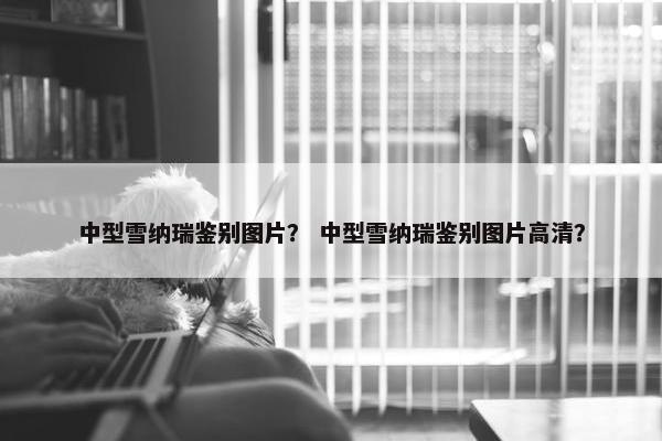 中型雪纳瑞鉴别图片？ 中型雪纳瑞鉴别图片高清？