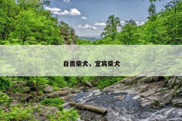 自贡柴犬，宜宾柴犬