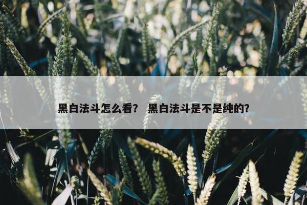 黑白法斗怎么看？ 黑白法斗是不是纯的？