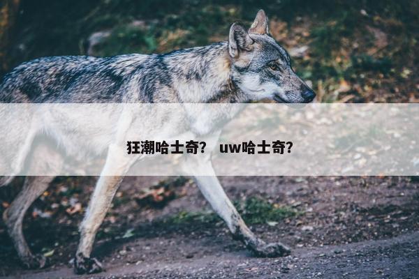 狂潮哈士奇？ uw哈士奇？