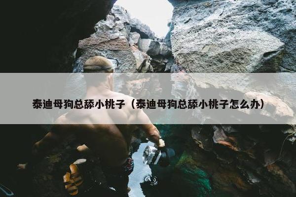 泰迪母狗总舔小桃子（泰迪母狗总舔小桃子怎么办）
