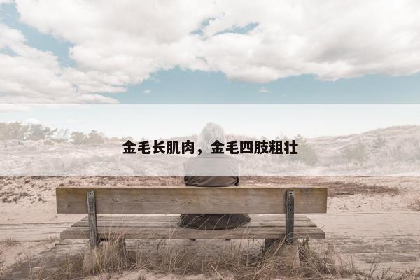 金毛长肌肉，金毛四肢粗壮