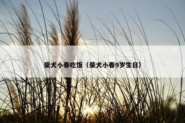 柴犬小春吃饭（柴犬小春9岁生日）
