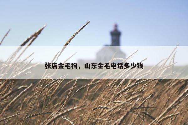 张店金毛狗，山东金毛电话多少钱
