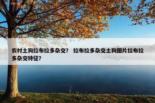 农村土狗拉布拉多杂交？ 拉布拉多杂交土狗图片拉布拉多杂交特征？