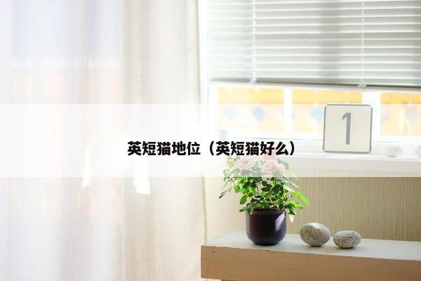 英短猫地位（英短猫好么）