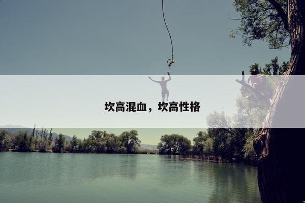 坎高混血，坎高性格