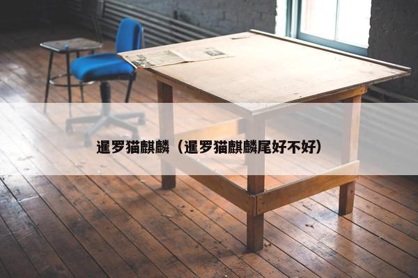 暹罗猫麒麟（暹罗猫麒麟尾好不好）