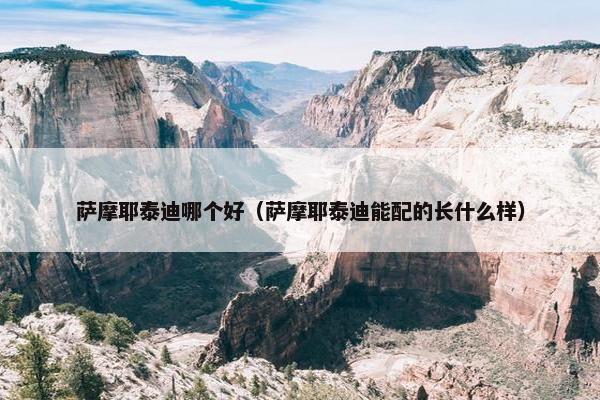 萨摩耶泰迪哪个好（萨摩耶泰迪能配的长什么样）