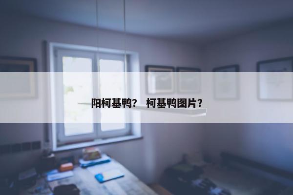 阳柯基鸭？ 柯基鸭图片？
