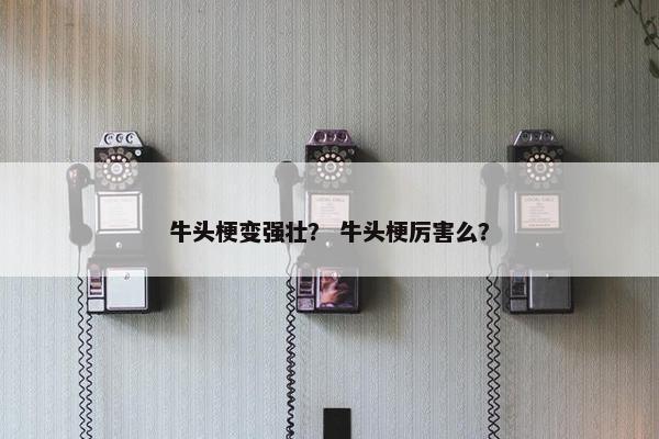 牛头梗变强壮？ 牛头梗厉害么？