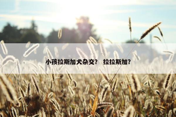 小孩拉斯加犬杂交？ 拉拉斯加？