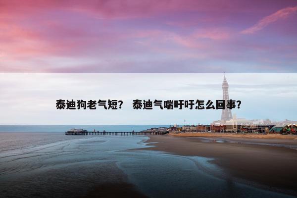 泰迪狗老气短？ 泰迪气喘吁吁怎么回事？