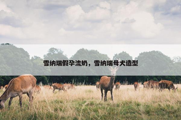 雪纳瑞假孕流奶，雪纳瑞母犬造型
